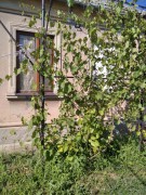 Добротный хозяйский дом с 18ю сотками земли
