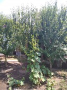 Добротный хозяйский дом с 18ю сотками земли