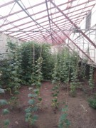 Тепличный комплекс в Нерубайском