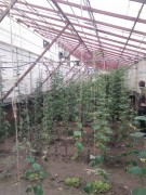 Тепличный комплекс в Нерубайском